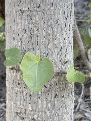 Brachychiton obtusilobus