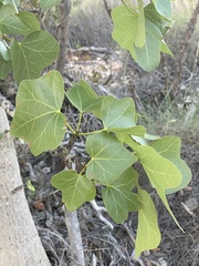 Brachychiton obtusilobus