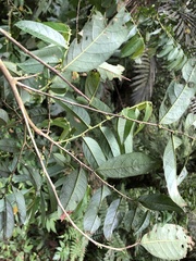 Glochidion acuminatum