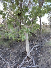 Brachychiton obtusilobus