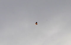 Geranoaetus polyosoma