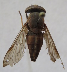 Tabanus colombensis
