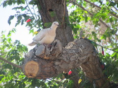 Streptopelia decaocto