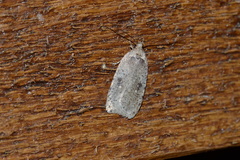 Agonopterix argillacea