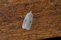 Agonopterix argillacea