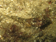 Synchiropus calauropomus