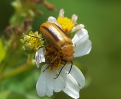 Nemognatha punctulata