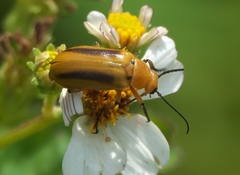 Nemognatha punctulata
