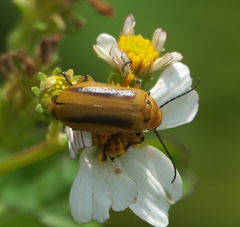 Nemognatha punctulata