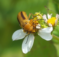 Nemognatha punctulata