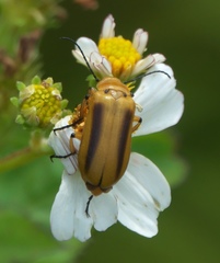 Nemognatha punctulata