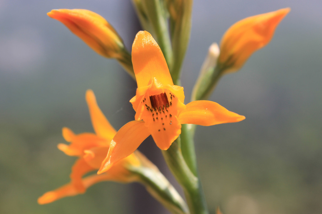 Chloraea