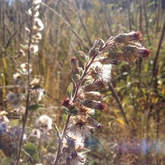 Brickellia tomentella