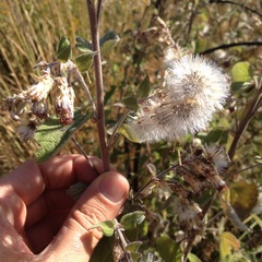 Brickellia tomentella
