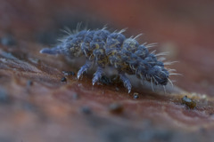 Morulodes ambiguus