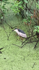 Nycticorax
