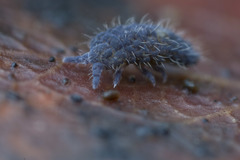 Morulodes ambiguus