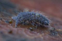 Morulodes ambiguus