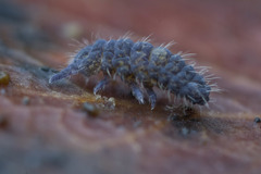 Morulodes ambiguus