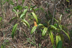 Miconia bicolor image