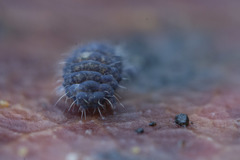 Morulodes ambiguus
