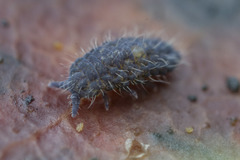 Morulodes ambiguus