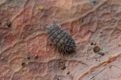 Morulodes ambiguus
