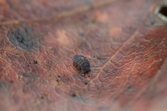 Morulodes ambiguus