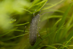 Pogonognathellus bidentatus