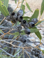 Corymbia hamersleyana