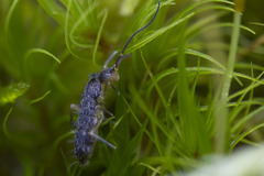 Pogonognathellus bidentatus