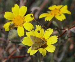 Xanthothrix ranunculi