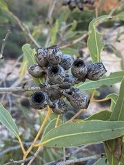 Corymbia hamersleyana