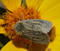 Xanthothrix ranunculi