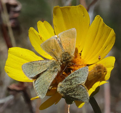 Xanthothrix ranunculi