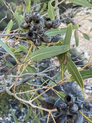Corymbia hamersleyana