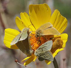 Xanthothrix ranunculi