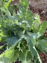 Papaver somniferum