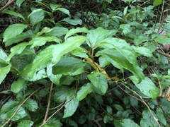 Actinidia rufa