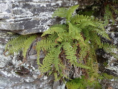 Dryopteris fragrans image