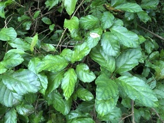 Actinidia rufa