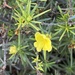 Hibbertia capensis - Photo (c) Loxley Fedec, algunos derechos reservados (CC BY-NC), subido por Loxley Fedec