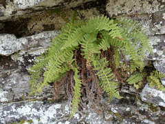 Dryopteris fragrans image