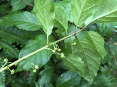 Actinidia rufa