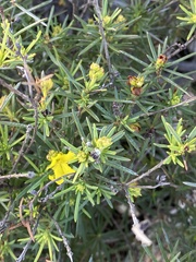 Hibbertia capensis