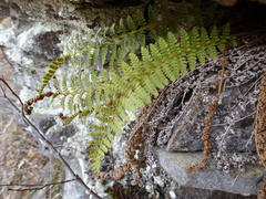 Dryopteris fragrans image