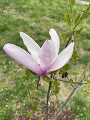 Magnolia annamensis