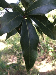 Quercus affinis