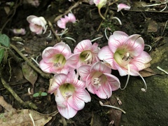 Bretschneidera sinensis