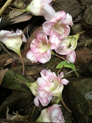 Bretschneidera sinensis